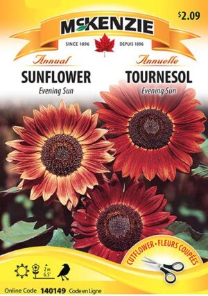 Tournesol ‘Evening Sun’ / ‘Evening Sun’ Sunflower - Pépinière