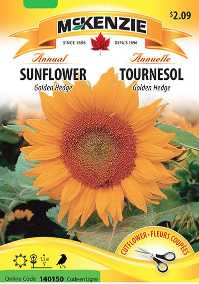 Tournesol ‘Golden Hedge’ / ‘Golden Hedge’ Sunflower - Pépinière
