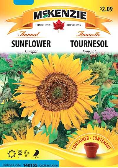 Tournesol ‘Sunspot’ / ‘Sunspot’ Sunflower - Pépinière