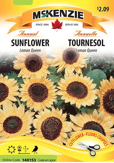 Tournesol ‘Lemon Queen’ / ‘Lemon Queen’ Sunflower - Pépinière
