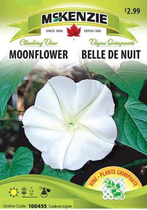 Belle de Nuit / Moonflower - Pépinière