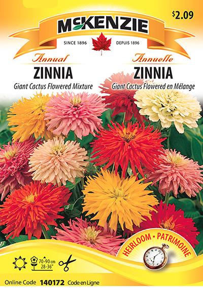 Zinnia ‘Giant Cactus Flowered’ Mélange / ‘Giant Cactus Flowered’ Zinnia Mix - Pépinière