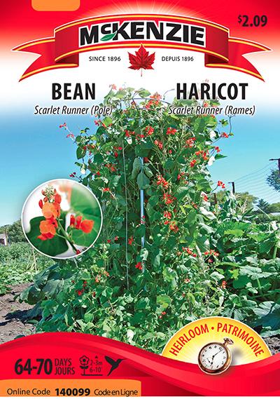 Haricot Grimpant ‘Scarlet Runner’ / ‘Scarlet Runner’ Pole Bean - Pépinière