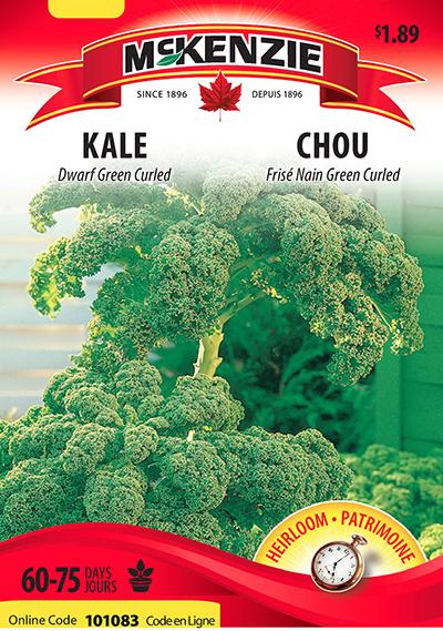 Chou Frisé Nain ‘Green Curled’ / ‘Green Curled’ Dwarf Kale - Pépinière