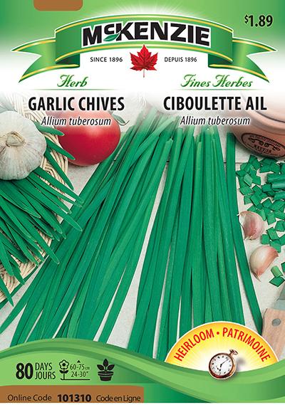 Ciboulette à l’ail / Garlic Chives - Pépinière