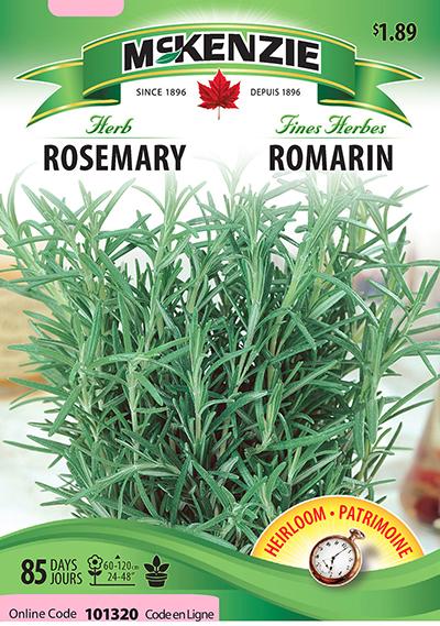 Romarin / Rosemary - Pépinière