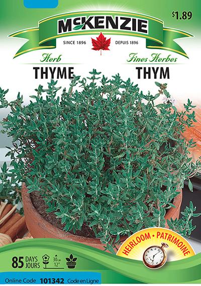 Thym / Thyme - Pépinière