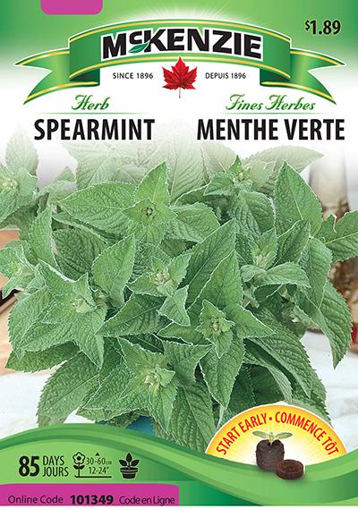 Menthe Verte / Spearmint - Pépinière