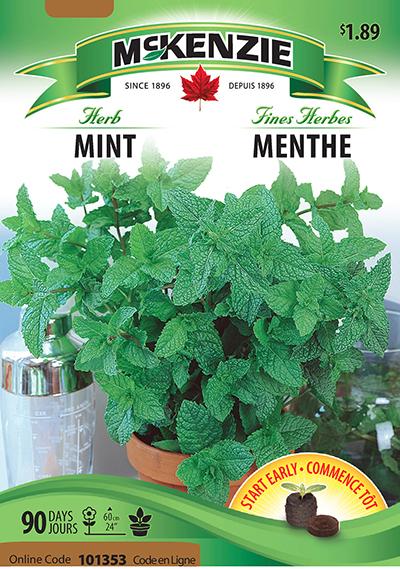 Menthe / Mint - Pépinière
