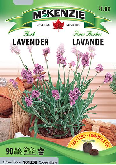 Lavande / Lavender - Pépinière