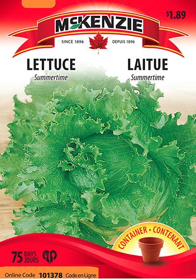 Laitue ‘Summertime’ / ‘Summertime’ Lettuce - Pépinière