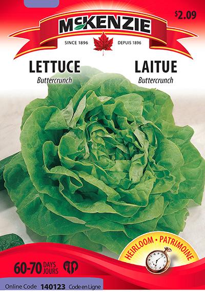 Laitue ‘Buttercrunch’ / ‘Buttercrunch’ Lettuce - Pépinière