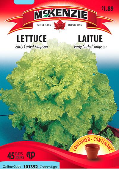 Laitue ‘Early Curled Simpson’ / ‘Early Curled Simpson’ Lettuce - Pépinière