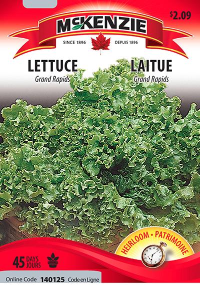 Laitue ‘Grand Rapids’ / ‘Grand Rapids’ Lettuce - Pépinière