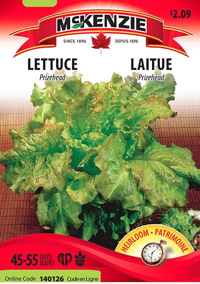Laitue ‘Prizehead’ / ‘Prizehead’ Lettuce - Pépinière