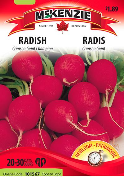 Radis ‘Crimson Giant Champion’ / ‘Crimson Giant Champion’ Radish - Pépinière