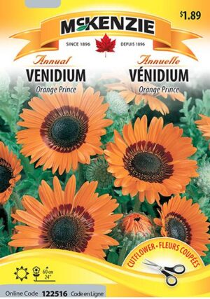 Vénidium ‘Orange Prince’ / ‘Orange Prince’ Venidium - Pépinière