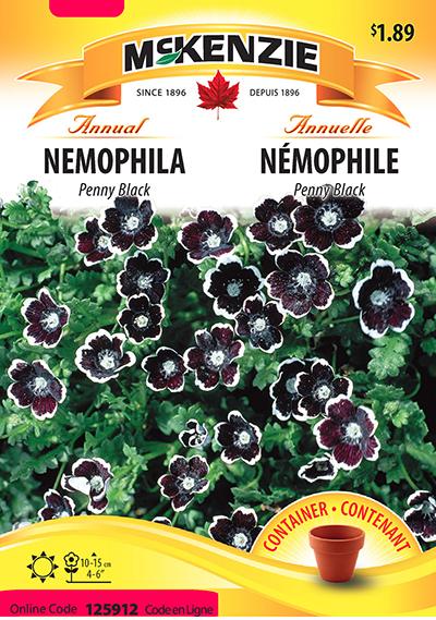 Némophile ‘Penny Black’ / ‘Penny Black’ Nemophila - Pépinière