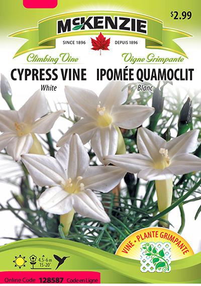 Ipomée Quamoclit Blanc / White Cypress Vine - Pépinière