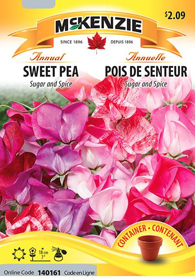 Pois de Senteur ‘Sugar and Spice’ / ‘Sugar and Spice’ Sweet Pea - Pépinière
