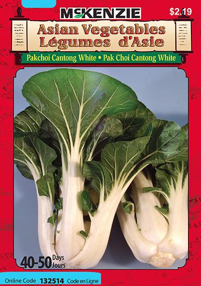 Pak Choi ‘Cantong White’ Légumes d’Asie / ‘Cantong White’ Pak Choi Asian Vegetables - Pépinière