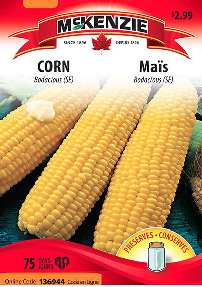 Maïs ‘Bodacious » / ‘Bodacious’ Corn - Pépinière