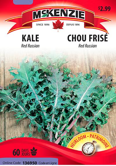 Chou Frisé ‘Red Russian’ / ‘Red Russian’ Kale - Pépinière