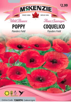 Coquelicot ‘Flanders Field’ / ‘Flanders Field’ Poppy - Pépinière