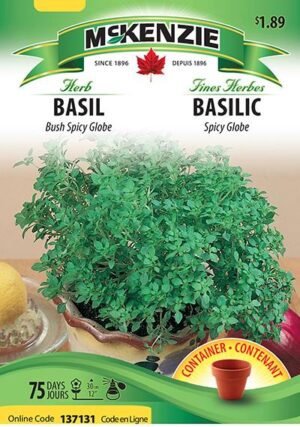 Basilic ‘Spicy Globe’ / ‘Spicy Globe’ Basil - Pépinière