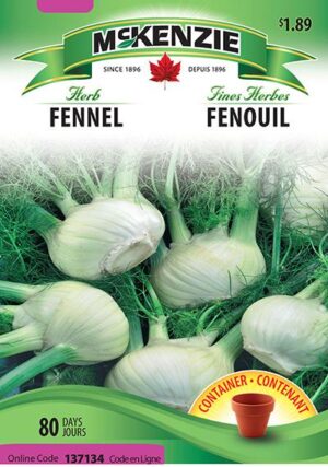 Fenouil – Fennel - Pépinière