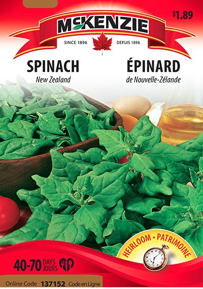 Épinard de Nouvelle-Zélande / New-Zealand Spinach - Pépinière