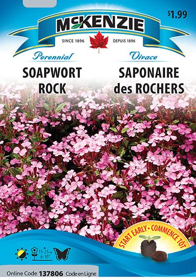 Saponaire des Rochers / Soapwort Rock - Pépinière