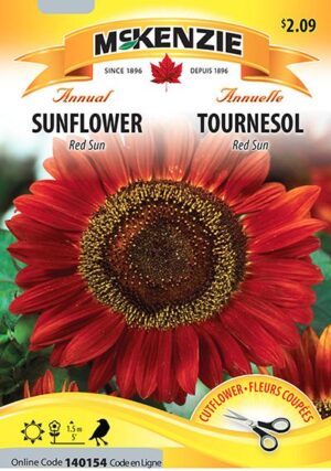 Tournesol ‘Red Sun’ / ‘Red Sun’ Sunflower - Pépinière
