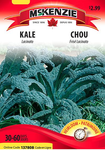 Chou Frisé ‘Lacinato’ / ‘Lacinato’ Kale - Pépinière