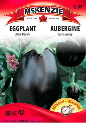 Aubergine ‘Black Beauty’ / ‘Black Beauty’ Eggplant - Pépinière