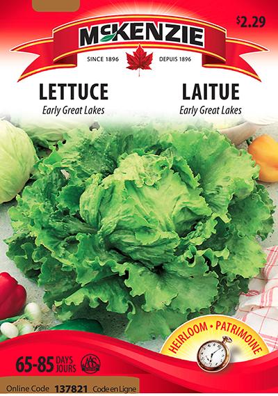 Laitue ‘Early Great Lakes’ / ‘Early Great Lakes’ Lettuce - Pépinière
