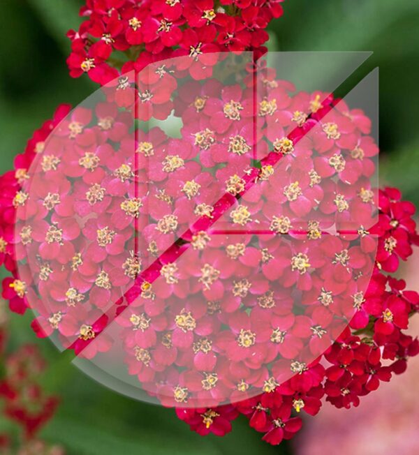 Achillea millefolium ‘Red Velvet’ (Achille) - Pépinière