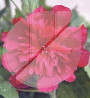 Alcea rosea ‘Spring Celebrities Carmine-Rose’ (Rose trémiaire) - Pépinière