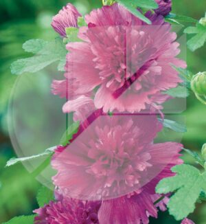 Alcea rosea trémiaire ‘Spring Celebrities Purple’ (Rose trémiaire) - Pépinière