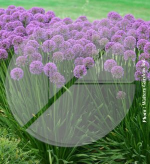 Allium ‘Millenium’ (Ail décoratif) - Pépinière