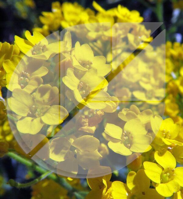 Alyssum wulfenianum ‘Golden Spring’ (Corbeil d’or) - Pépinière