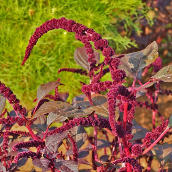 Ecoumene / Amaranth ‘Hopi Red Dye’ / Annual Type / Organic Seeds - Pépinière