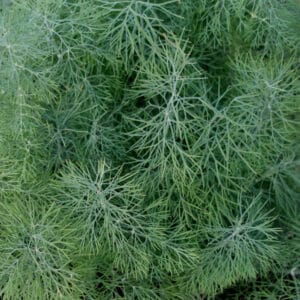 Ecoumene / Garden Dill / Annual Type / Herb Seeds - Pépinière