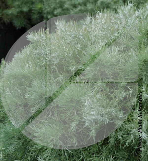 Artemisia schmidtiana ‘Silver Mound’ (Armoise argenté) - Pépinière