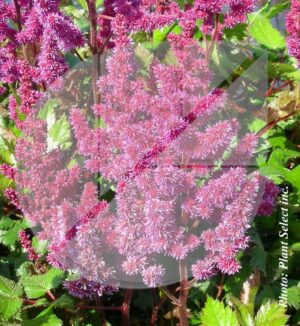 Astilbe chinensis ‘Vision in Red’ (Astilbe de Chine) - Pépinière