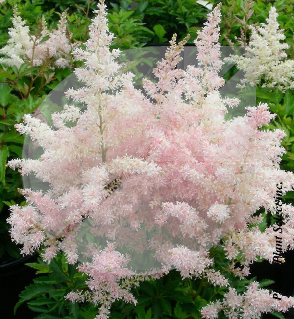 Astilbe ‘Younique Silvery Pink’ (Astilbe) - Pépinière