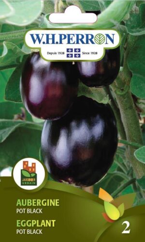 Aubergine ‘Pot Black’ / ‘Pot Black’ Eggplant - Pépinière