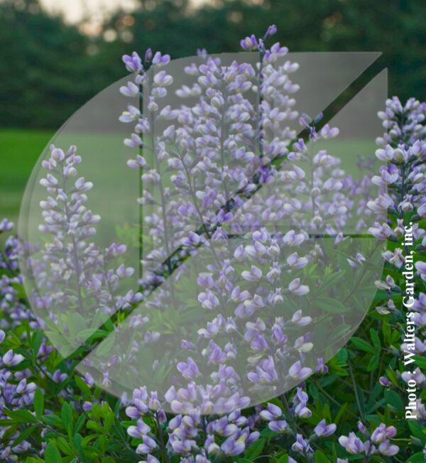 Baptisia ‘Lavender Stardust’ (Faux indigotier) - Pépinière