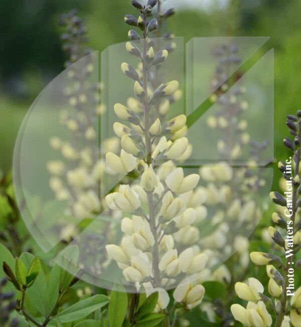 Baptisia australis ‘Decadence Vanilla Cream’ (Faux indigotier) - Pépinière