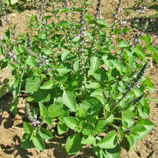 Ecoumene / Holy Basil / Annual Type / Organic Herb Seeds - Pépinière
